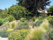 The author's exuberant new front garden, with Euphorbia characias subsp. wulfenii, Mexican feather grass (Stipa tenuissima) and other grasses, Spanish lavender (Lavandula stoechas), and California poppies (Eschscholzia californica)