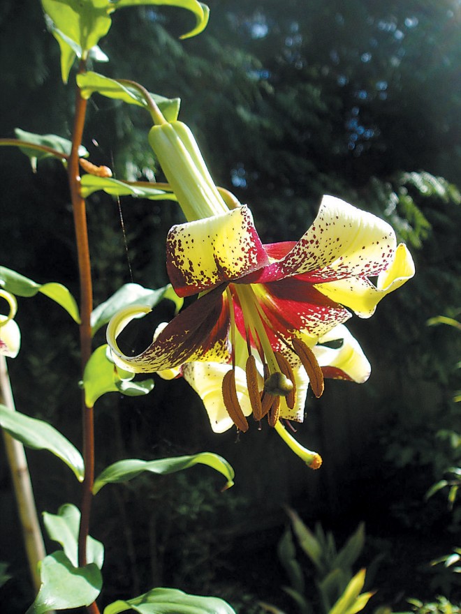 Lilium majoense