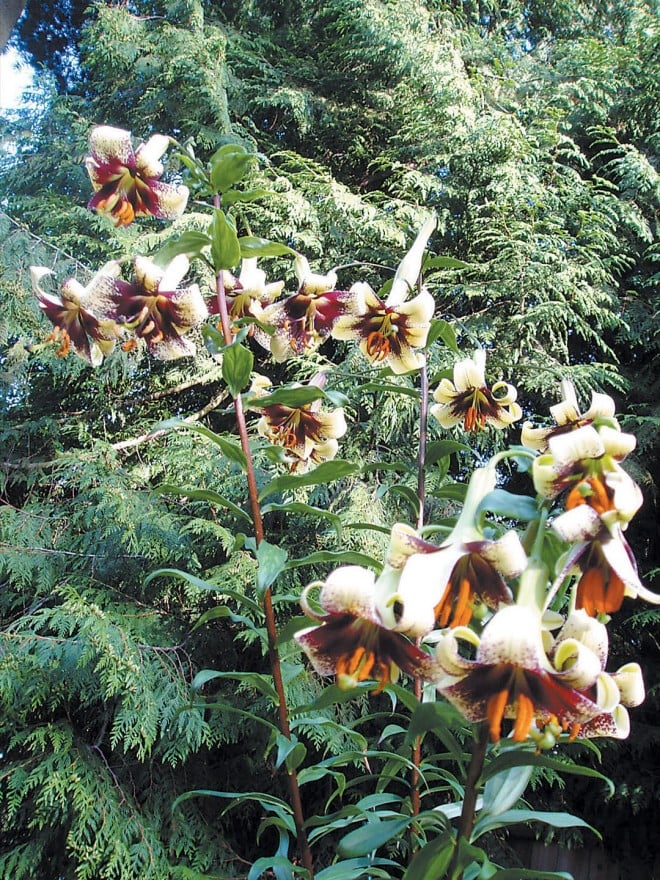 Lilium majoense