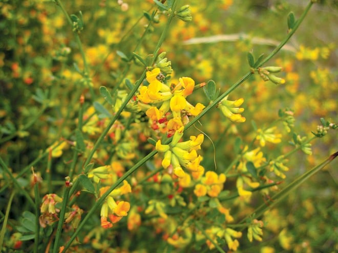 California shrub deerweed (Acmispon glaber, formerly Lotus scoparius)