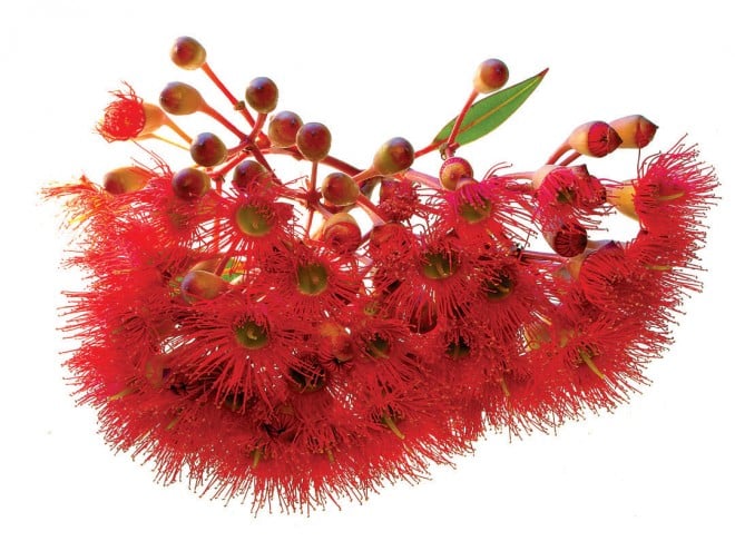 Red-flowering gum (Corymbia ficifolia, formerly Eucalyptus ficifolia)