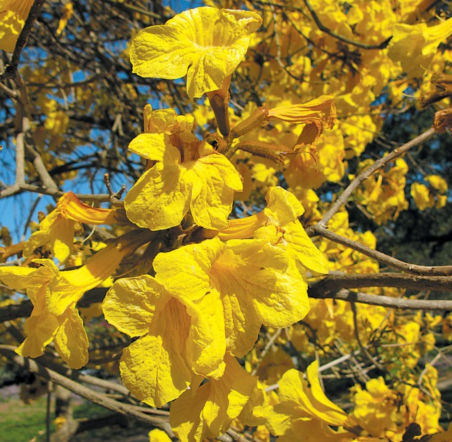 Golden trumpet tree (<em>Handroanthus chrysotrichus</em>)