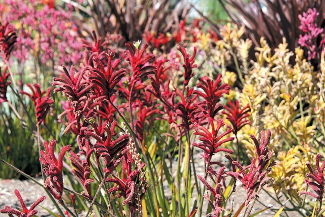 Dwarf kangaroo paws (Anigozanthos flavidus hybrids)