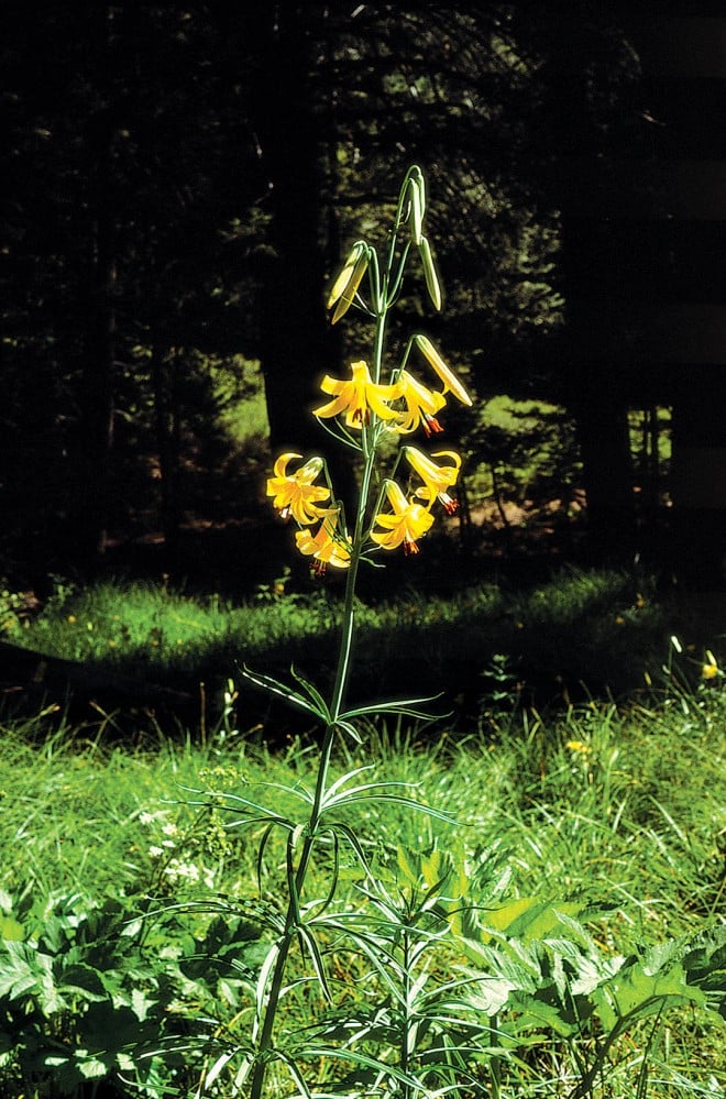 Lemon lily (Lilium parryi) in the wild