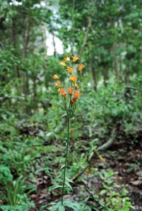 Alpine lily (Lilium parvum) in the wild