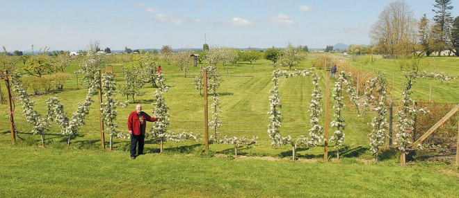 The author in front of a whimsical “WELCOME” espalier, of Honeycrisp apple trees, at the Fruit Garden. Photographs by Scott Terrell, except as noted