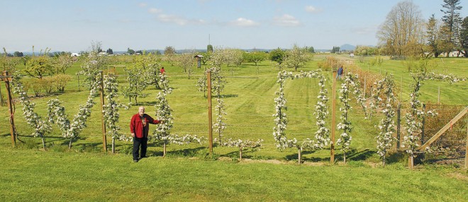 The author in front of a whimsical “WELCOME” espalier, of Honeycrisp apple trees, at the Fruit Garden. Photographs by Scott Terrell, except as noted