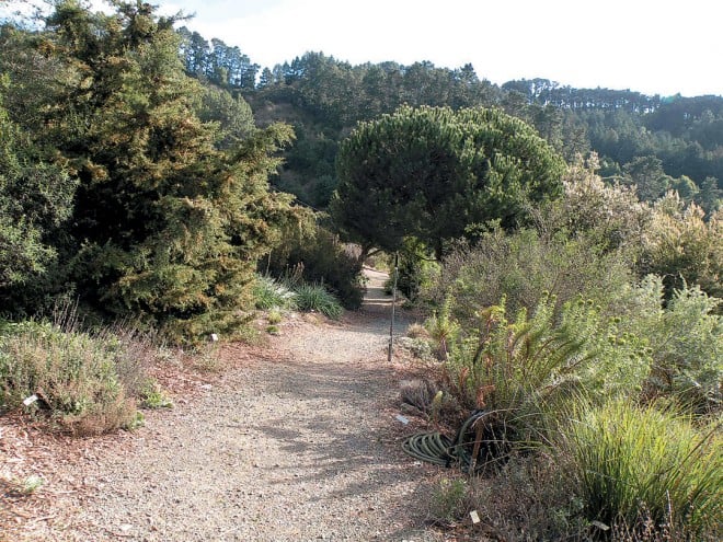 The Mediterranean area at UC Botanical Garden; as elsewhere in the study, the majority of ticks were found on the uphill (left) side of the path