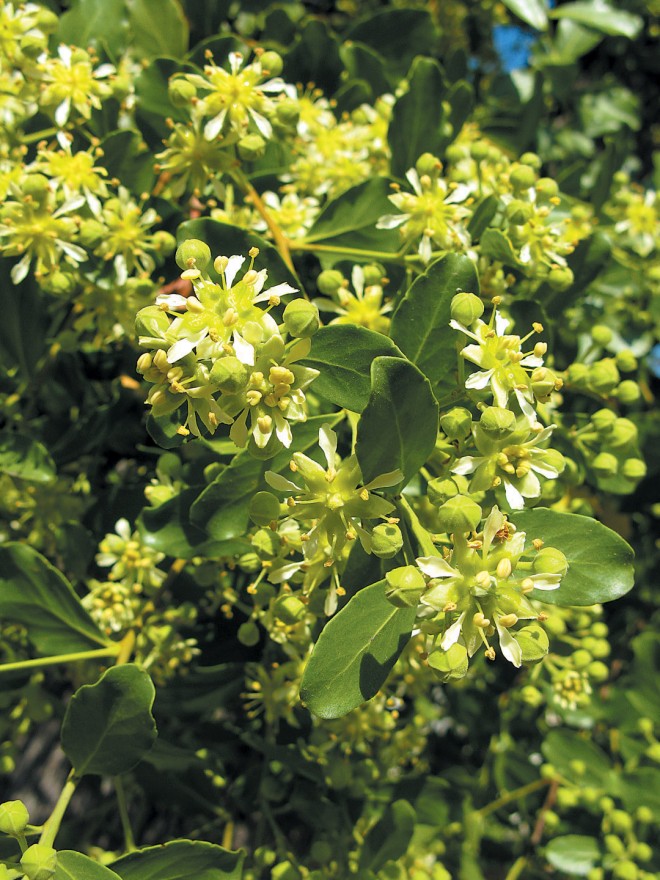 Flowers of soapbark tree (Quillaja saponaria)