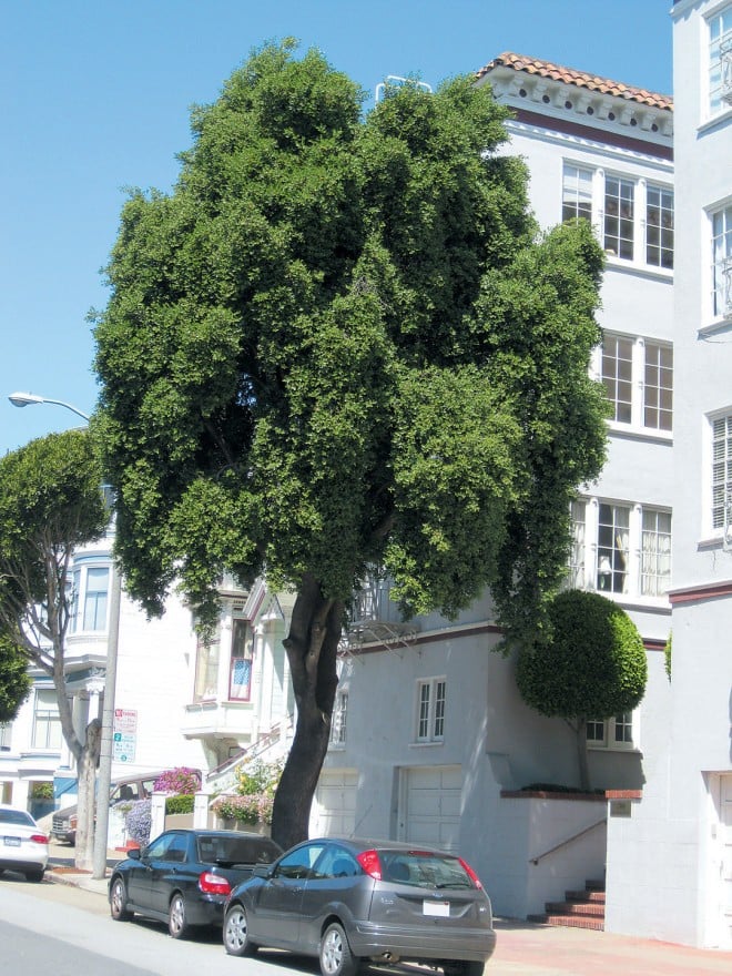 A mature specimen of soapbark tree (Quillaja saponaria) in San Francisco. Photograph by RGT