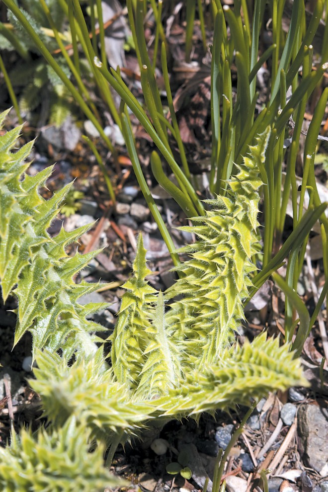 The late winter flush of new growth on Acanthus dioscoridis var. perringii