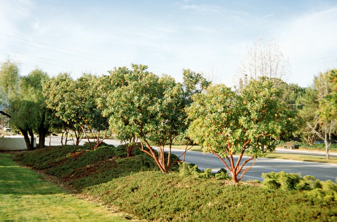 Arbutus 'Marina'. Photograph by Barrie Coate