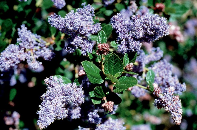 Ceanothus 'Ray Hartman'