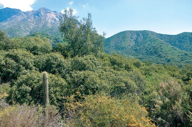 Typical Matorral in Parque Nacional La Campana, with Adesmia arborea, Colletia hystrix, Lithraea caustica, Quillaja saponaria, and Trichocereus chiloensis