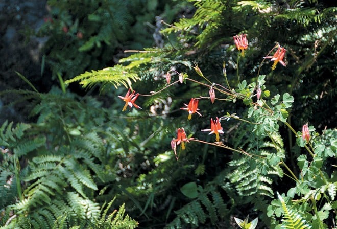 Western columbine (Aquilegia formosa) backlit by the sun, against a fern covered sea stack