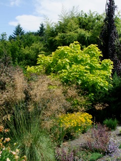 Pacific Horticulture Society Nurturing Plants Gardeners The Dry Border At Joy Creek Nursery Featuring Stipa Gigantea In Foreground Against Yellow Of Catalpa Noniodes Aurea And A Weeping Purple Beech