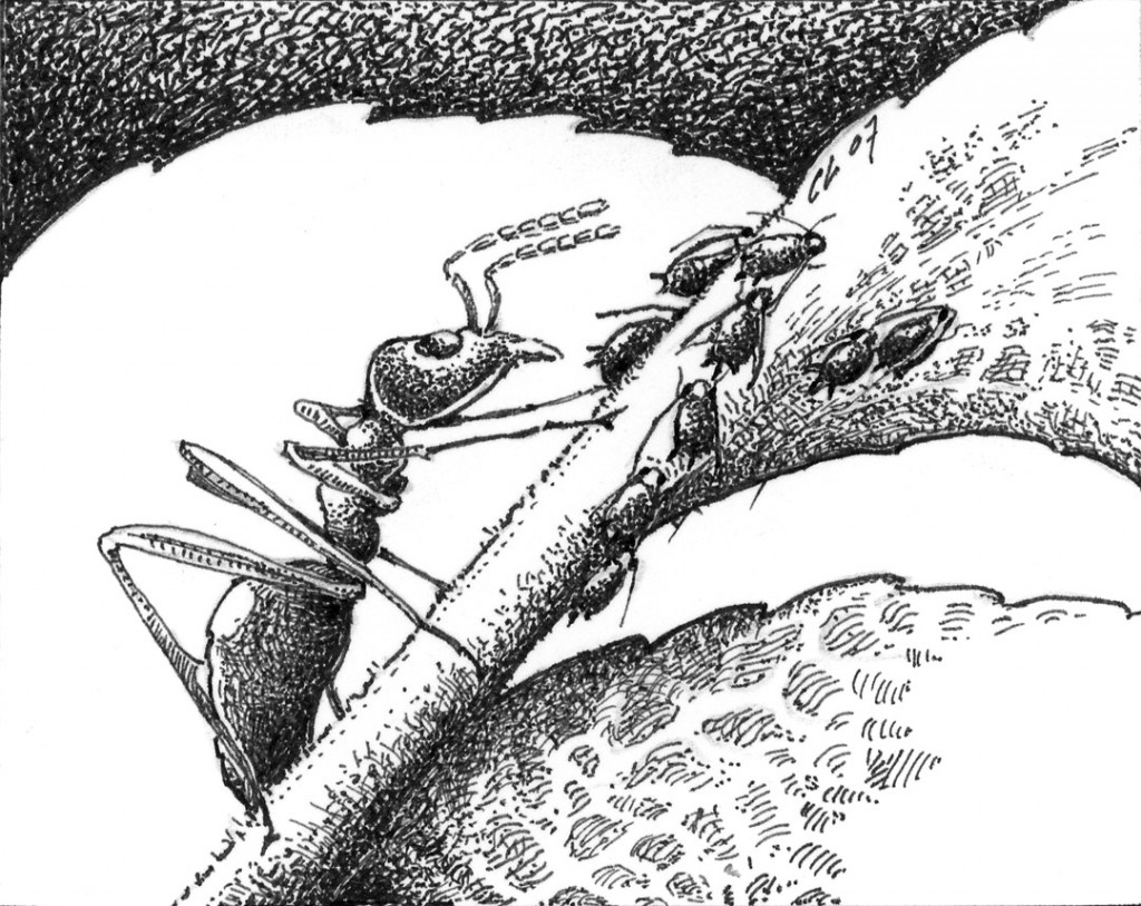 Argentine Ant