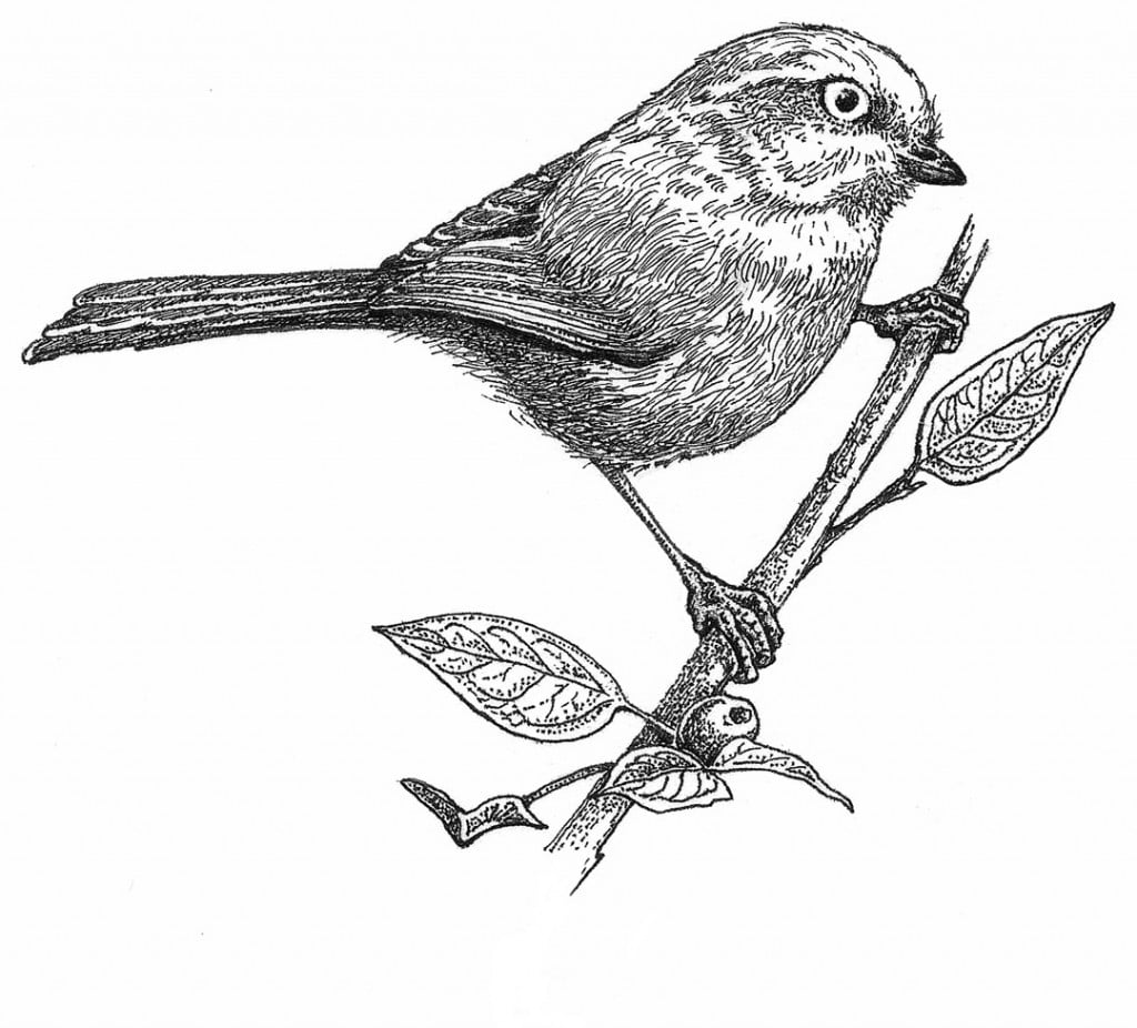 Bushtit