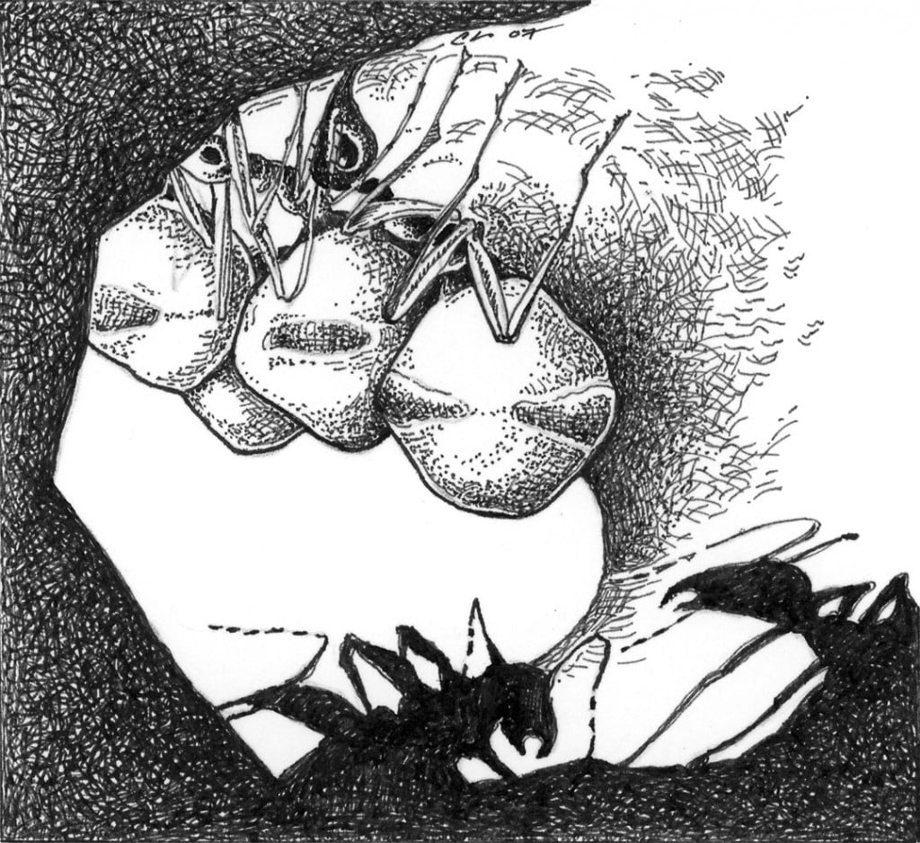 Honey Pot Ants