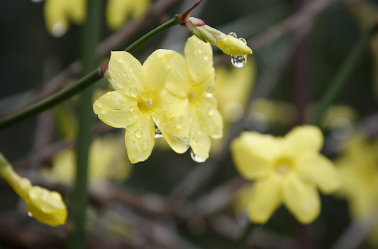 Jasminum nudiflorum