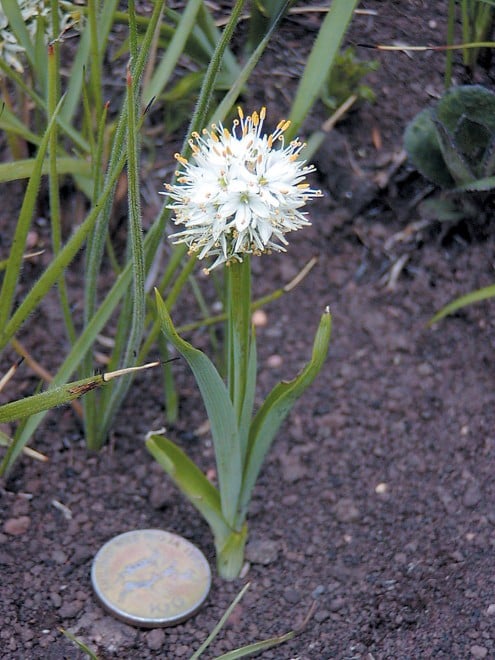Lamp.05.Ornithogalum