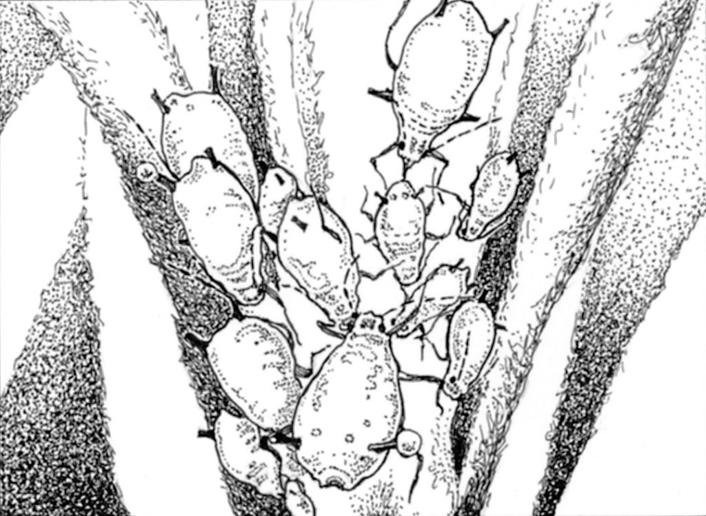 Lav.3.Milkweed
