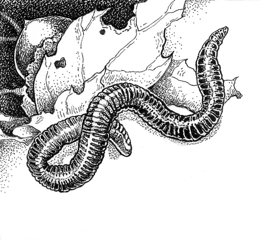 Lav_Efetida-Red Wiggler