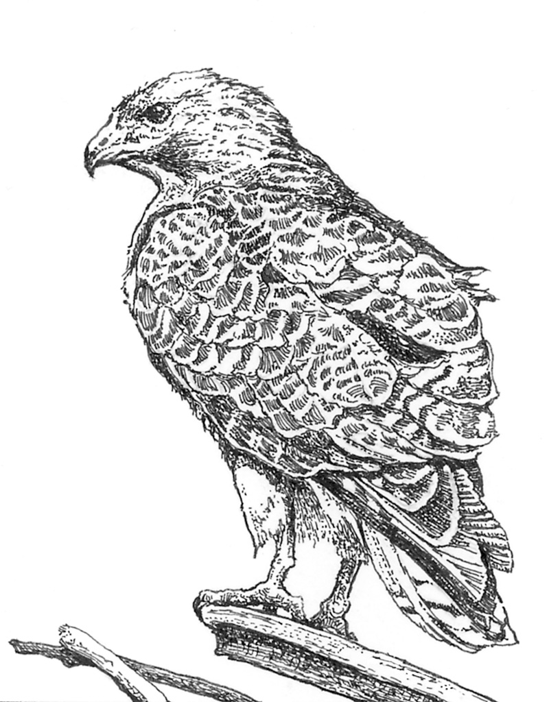 Lavo.02.Hawk