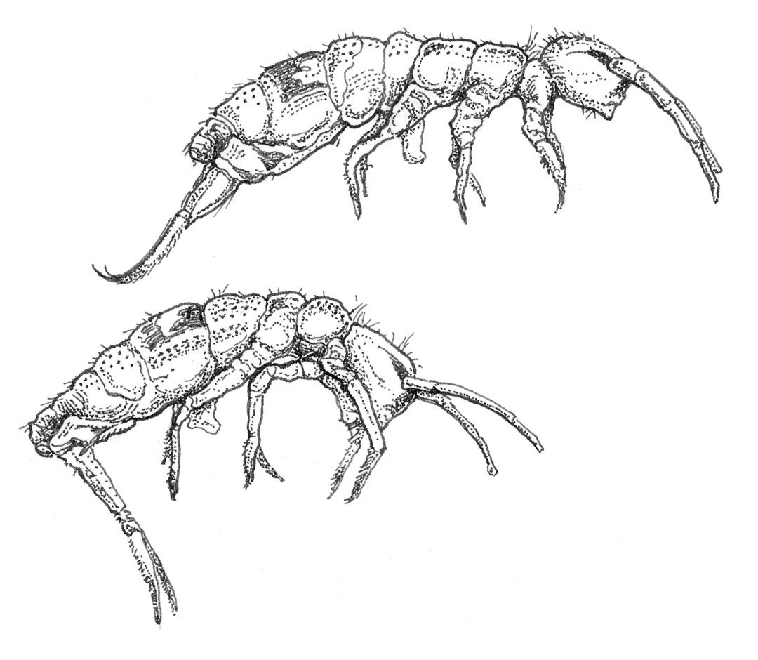 Lavo.02_Collembola