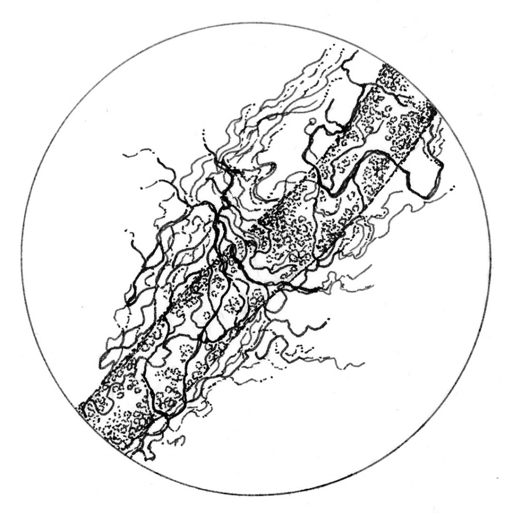 Lavo.3_Actinomycetes
