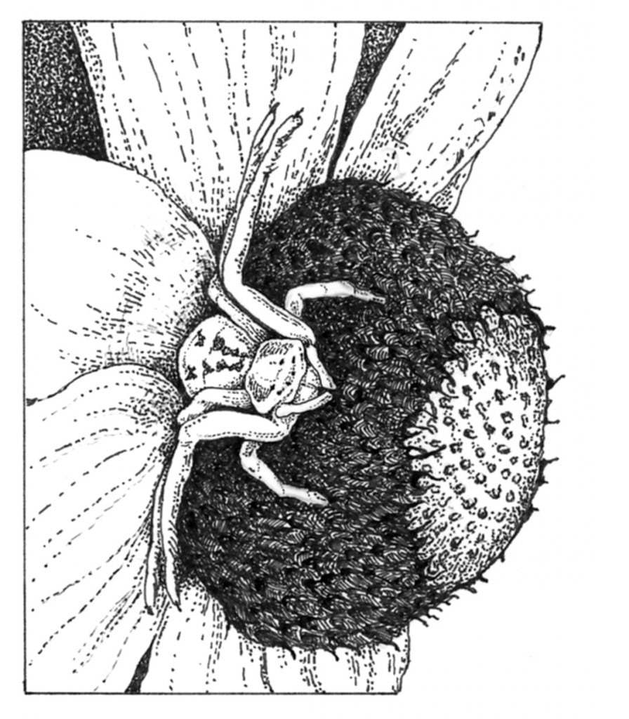 Misumenoides