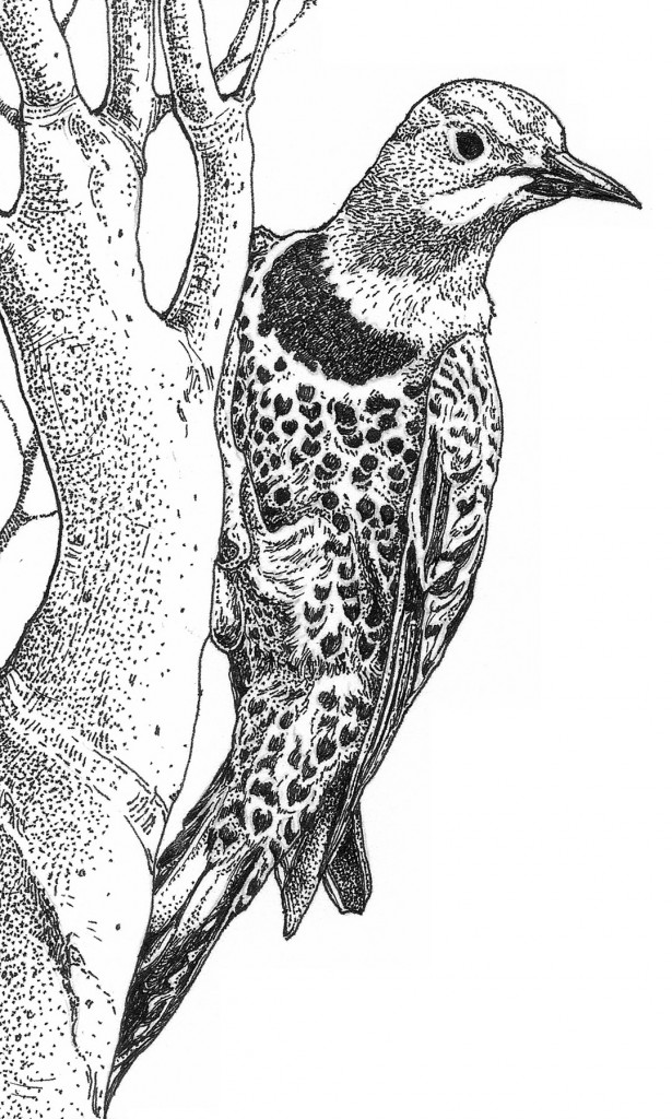 Red Shafted Flicker