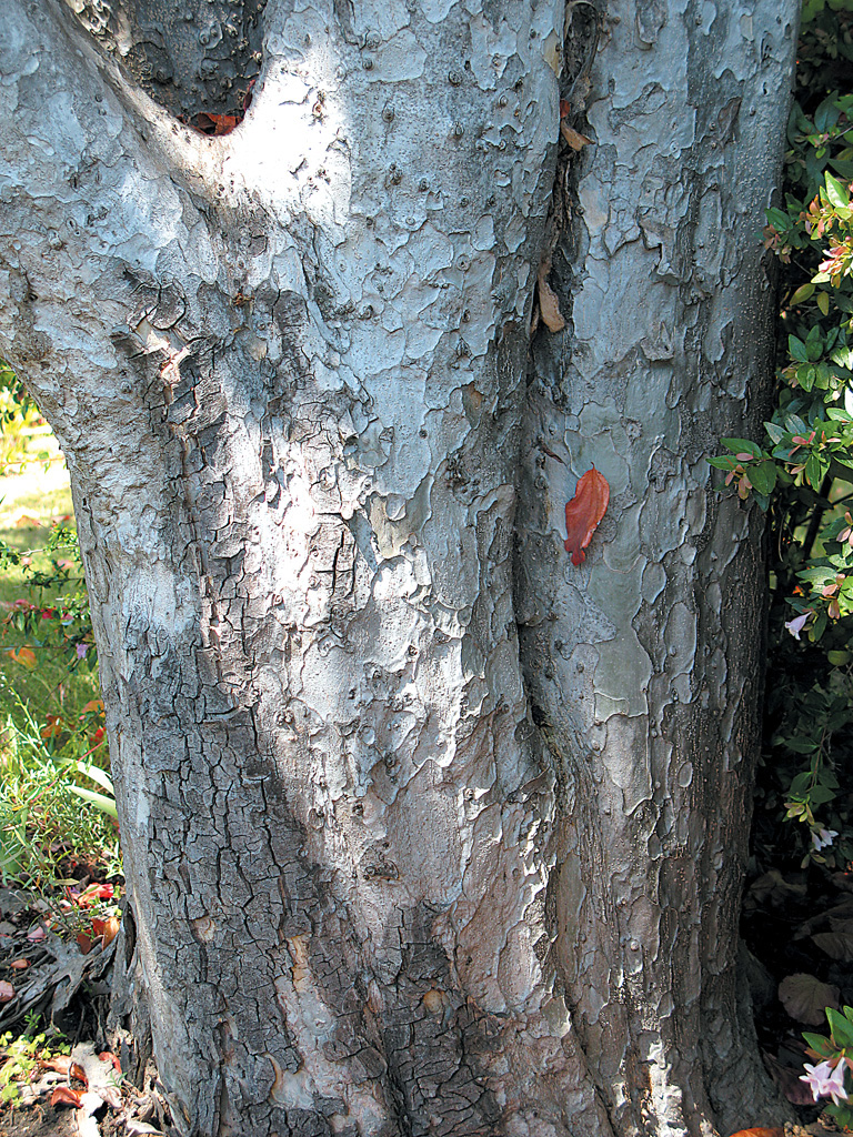 Patchy bark adds winter interest