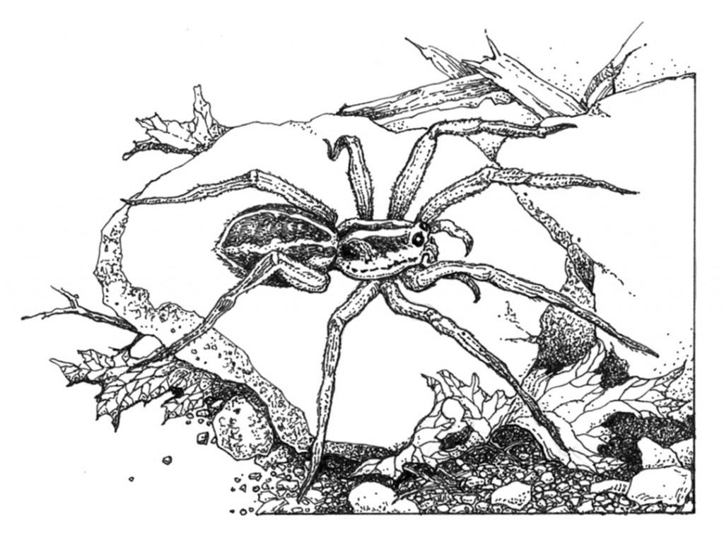 Schizocosa