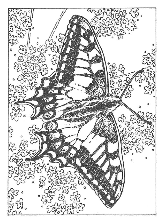 anise swallowtail online