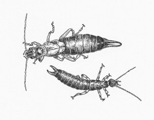 earwigs