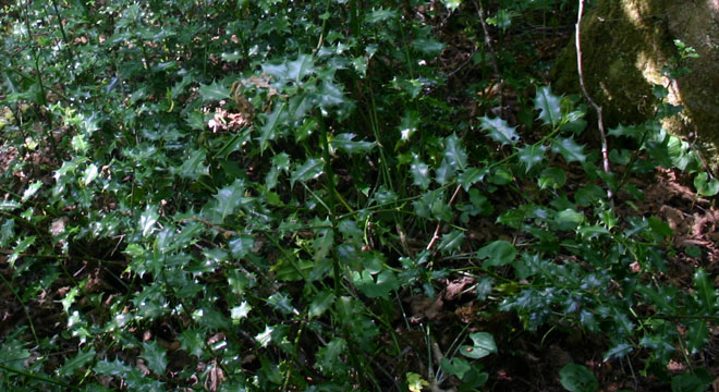 IMG_0086web