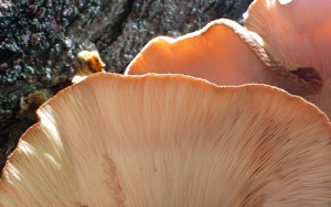 close-up