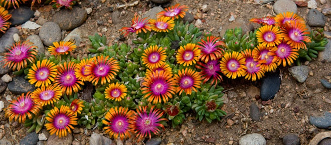 Fire Spinner ice plant (Delosperma 'P001S') makes a hardy, colorful, fire-safe groundcover. Photo: courtesy Plant Select