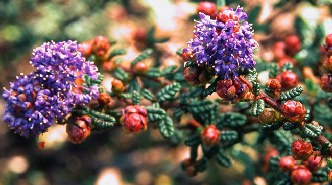Ceanothus-'Dark-Star'