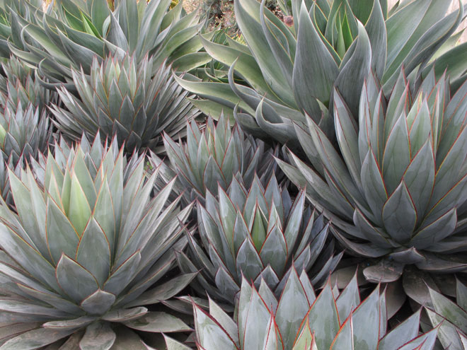 Agaves