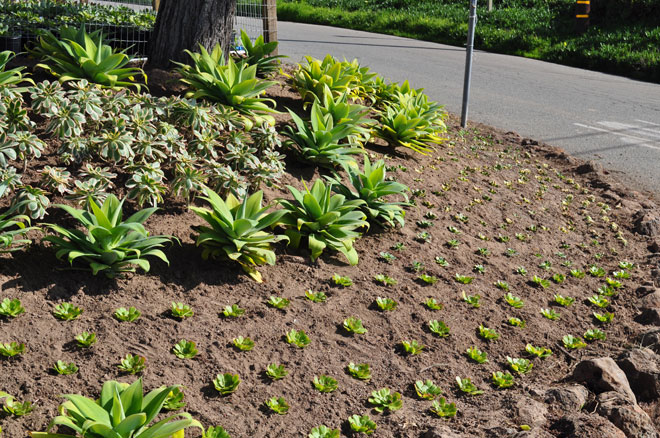 Landscape-1 Succulent Gardens