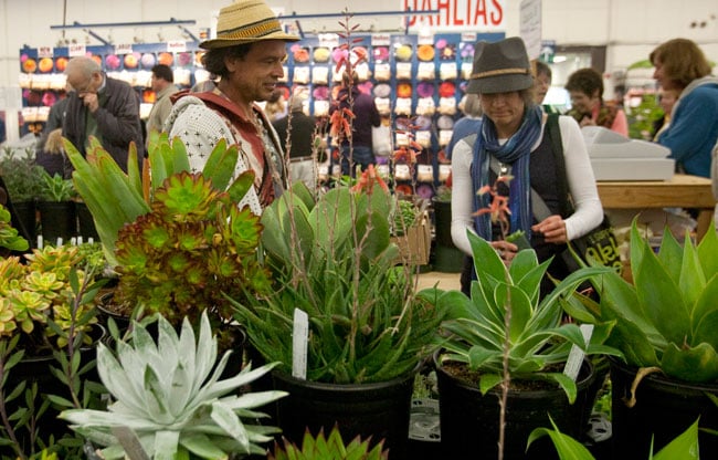SFFG plant market