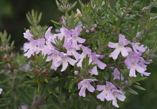 Westringia_Wynyabbie_Gem