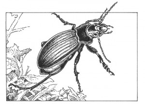 Ground beetle (Pterostichus)