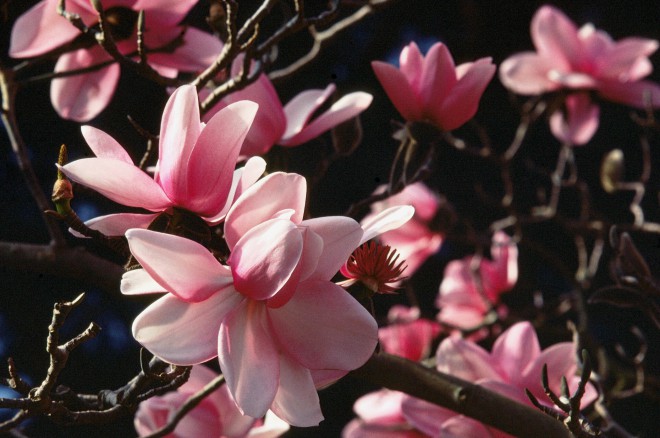 Magnolia campbellii James Gaither
