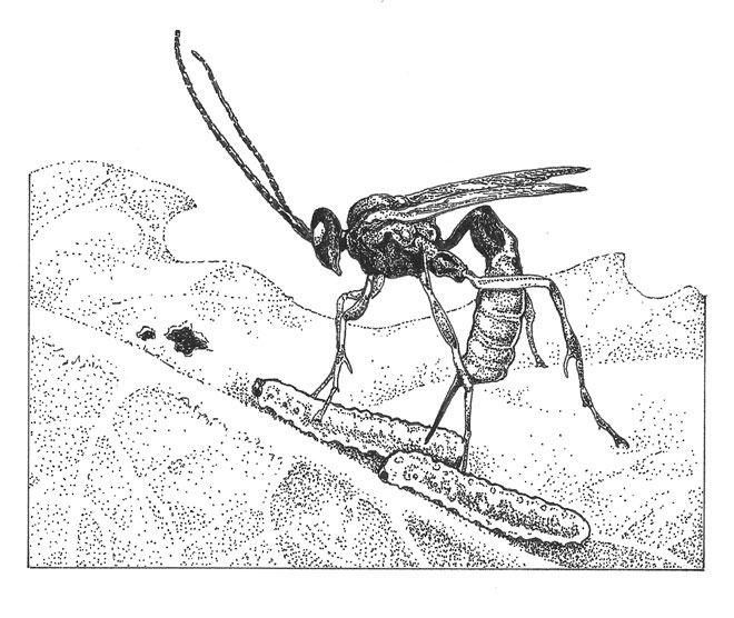 The parasitic wasp Hyposoter exiguae.