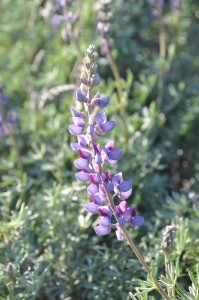 Silver bush lupine (Lupinus albifrons)  Photo: Frederique Lavoipierre