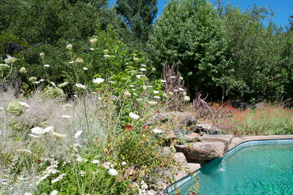 A backdrop of native trees and shrubs frames this pool at the Melissa Garden in Healdsburg, California. Photo: Frederique Lavoipierre