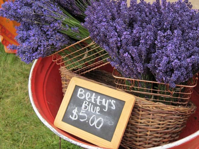 Bouquets of lavender are available for purchase at the Lavender Arts and Crafts Faire in Sequim, Washington. Photo: Linda Popovich